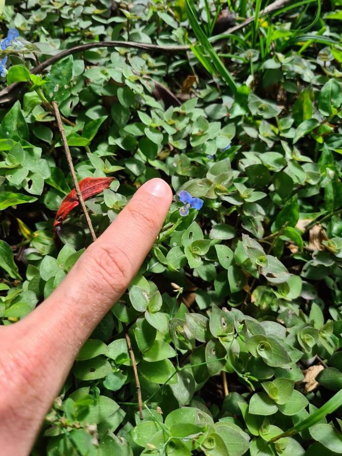 Сasa de vacaciones Sossego E Aconchego Ao Lado Do Inhotim Brumadinho